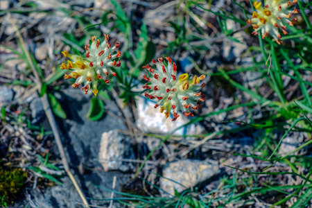 Anthyllis vulneraria. Pulcella, Fabaceae. Wild medicinal plant. In folk medicine as an astringent.の写真素材