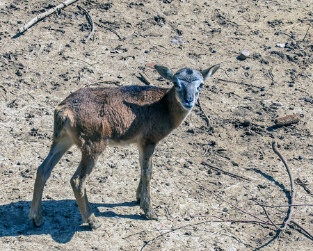 European mouflon Ovis orientalis in a nursery in Nitra, Slovakia.の写真素材
