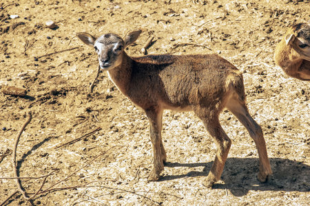 European mouflon Ovis orientalis in a nursery in Nitra, Slovakia.の写真素材