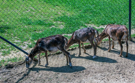European mouflon Ovis orientalis in a nursery in Nitra, Slovakia.