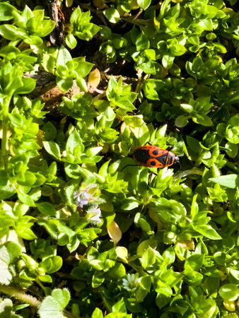 Pyrrhocoris Apterus on green grass. Red spotted beetle or Pyrrhocoris Apterus in the forest.