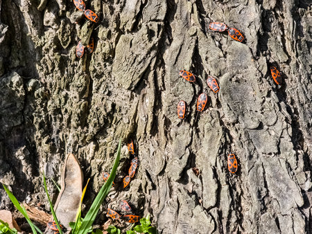 Colony of Pyrrocoris Apterus nests on the trunk of an acacia tree. Red spotted beetles or Pyrrocoris...