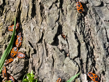 Colony of Pyrrocoris Apterus nests on the trunk of an acacia tree. Red spotted beetles or Pyrrocoris...
