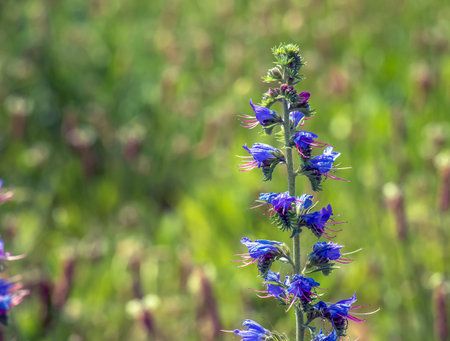 Echium vulgare flower close up. Purple violet viper's bugloss or Paterson's curse, in the...