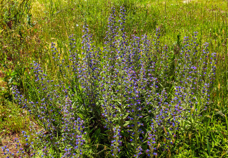 Echium vulgare flower close up. Purple violet viper's bugloss or Paterson's curse, in the...