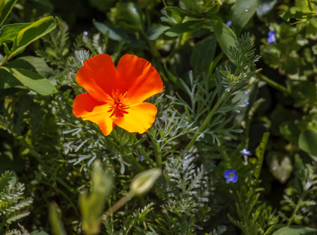 Beautiful yellow poppy blooming in summer. The Latin name of the flower is Glaucium flavum.の写真素材