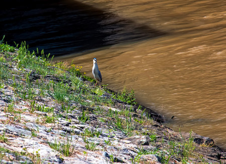 Nycticorax nycticorax common night heron at the power plant in NITRA hunting for fish.の写真素材