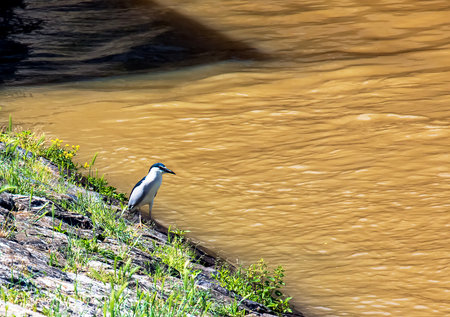 Nycticorax nycticorax common night heron at the power plant in NITRA hunting for fish.
