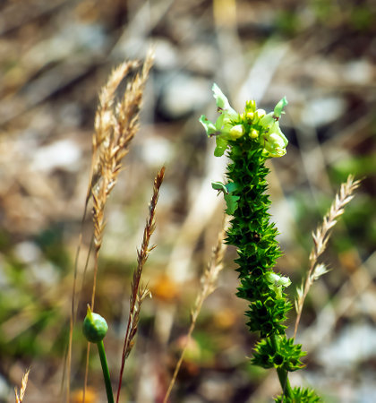 Flower of Stachys annua in May. Wild growing on Mount Kalvarija Nitra.の写真素材