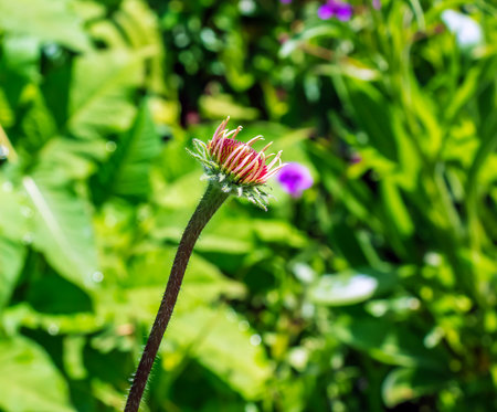 Echinacea angustifolia flowers blooming in spring in the botanical garden in Nitra in Slovakia.の写真素材