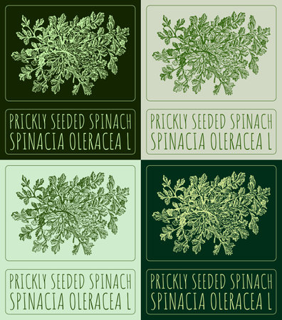 Set of vector drawing PRICKLY SEEDED SPINACH in various colors. Hand drawn illustration. The Latin name is SPINACIA OLERACEA L.のイラスト素材