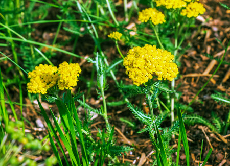 Yarrow flowers or Achillea filipendulina on a natural green background.
