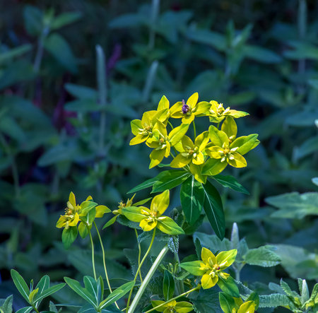 Euphorbia salicifolia flowers with a yellow center. Flowers are in the field.の写真素材