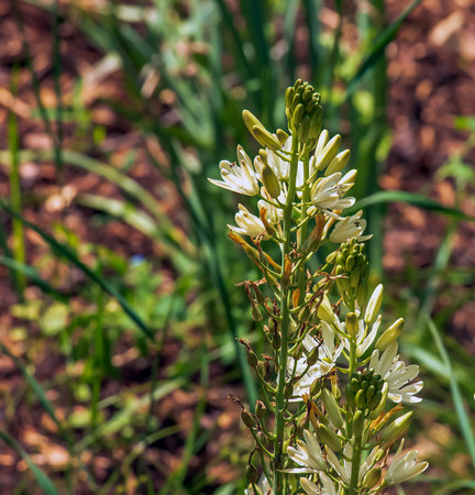 Spring bloom of California white-flowered quamash plant Camassia leichtlinii Alba.