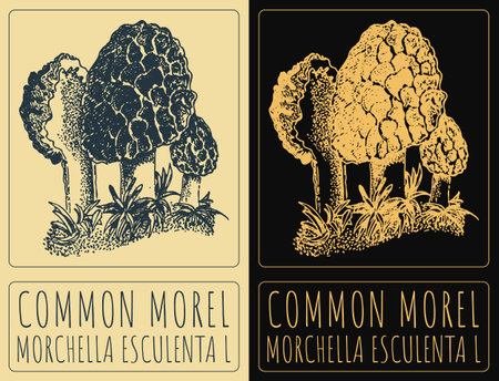 Vector drawing COMMON MOREL. Hand drawn illustration. The Latin name is MORCHELLA ESCULENTA L.のイラスト素材