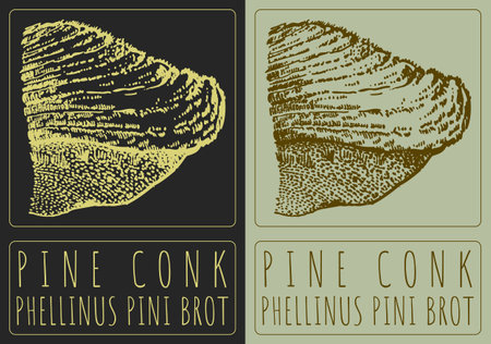 Vector drawing PINE CONK. Hand drawn illustration. The Latin name is PHELLINUS PINI BROT.のイラスト素材