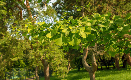 Fresh bright green leaves of ginkgo biloba. Latin name Ginkgo biloba L. Branches of a ginkgo tree in...