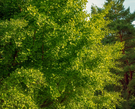 Fresh bright green leaves of ginkgo biloba. Latin name Ginkgo biloba L. Branches of a ginkgo tree in...