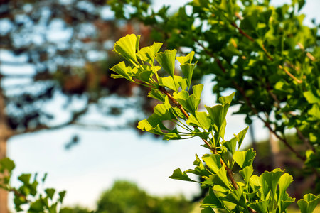 Fresh bright green leaves of ginkgo biloba. Latin name Ginkgo biloba L. Branches of a ginkgo tree in Nitra in Slovakia.の写真素材