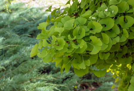 Fresh bright green leaves of ginkgo biloba. Latin name Ginkgo biloba L. Branches of a ginkgo tree in...