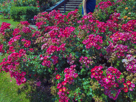 Beautiful Roses in the Garden. Peninsula Park Rose Garden in Portland, Oregon.の写真素材