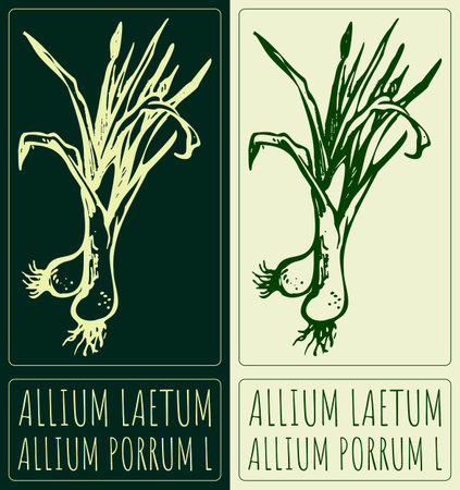 Vector drawing ALLIUM LAETUM. Hand drawn illustration. Latin name is ALLIUM PORRUM L.のイラスト素材