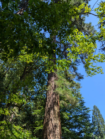 Washington Park in Oregon. Landscape of forest and vegetation in the park.