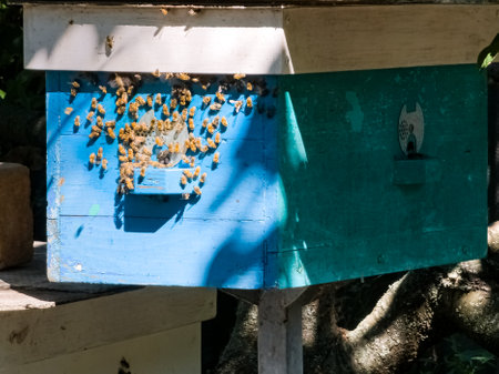 Small hives for young bees. Apiary. Bees fly into the hive.の写真素材