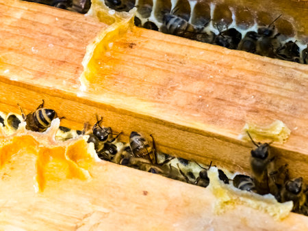 Workers bees processes pollen and pumps honey comb. Apiary.の写真素材