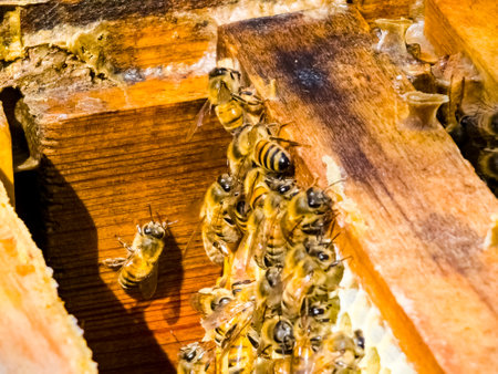 Workers bees processes pollen and pumps honey comb. Apiary.の写真素材