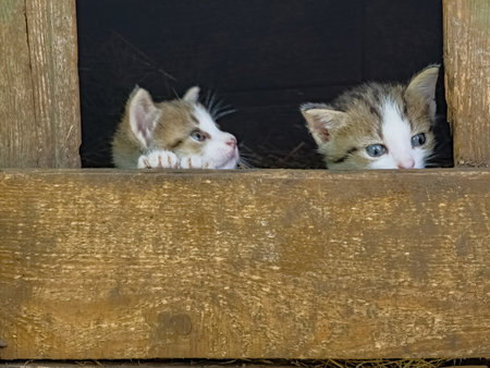 Two week-old kittens have just opened their eyes and are exploring everything around them.の写真素材