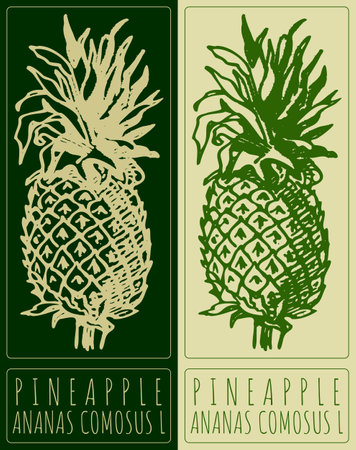 Vector drawing PINEAPPLE. Hand drawn illustration. Latin name is ANANAS COMOSUS L.のイラスト素材
