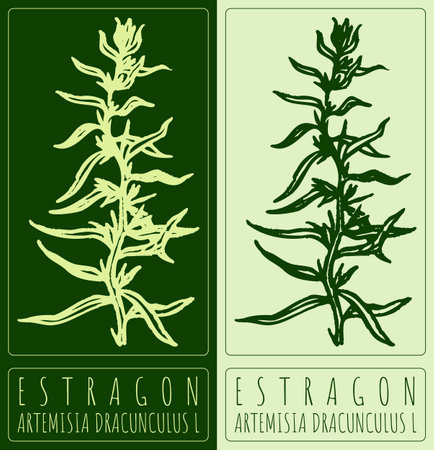 Vector drawing ESTRAGON. Hand drawn illustration. Latin name is ARTEMISIA DRACUNCULUS L.のイラスト素材