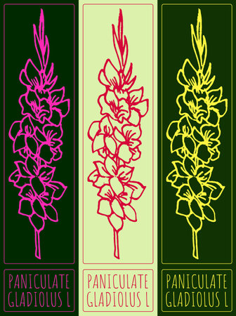 Vector drawing PANICULATE GLADIOLUS. Hand drawn illustration. Latin name is GLADIOLUS L.のイラスト素材