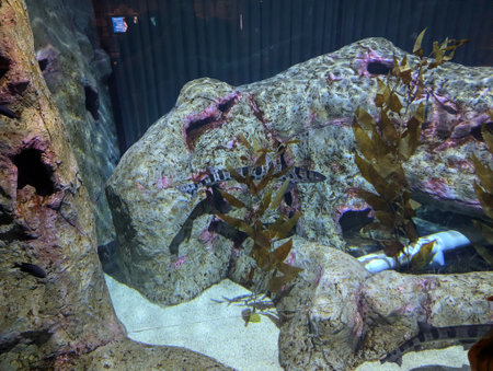 Swell shark or Cephaloscyllium ventriosum swims underwater. Found in the tropical and subtropical...