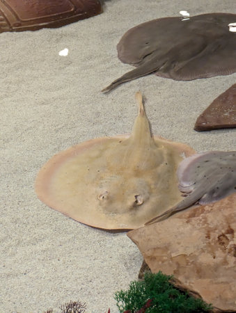 Stingray on a sandy bottom. Trygonoptera testacea. Class cartilaginous fish.