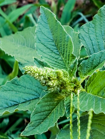 Close-up of fresh leaves and flowers of Amaranthus retroflexus.の写真素材
