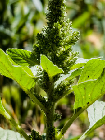 Close-up of fresh leaves and flowers of Amaranthus retroflexus.の写真素材