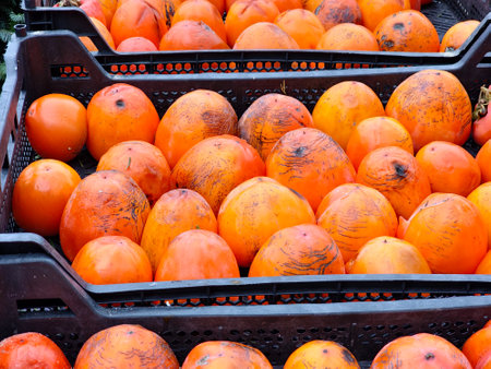 A lot of ripe persimmons in a box at the market in December. Organic fruits in the supermarket.の写真素材