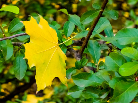 Autumn background. Yellow maple leaf on green barberry branches.の写真素材