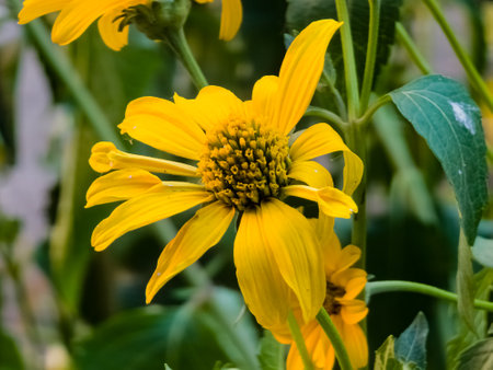 Yellow flowers of the perennial Verbesina encelioides or golden crownbeard,
