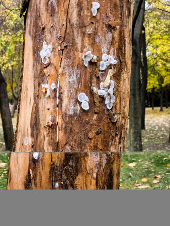 Eggs inside the bark of a tree.の写真素材