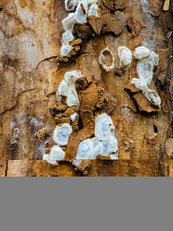 Spider nests with eggs inside the bark of a tree. The spiders have almost hatched from their eggs.の写真素材