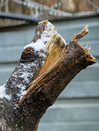 A split bird cherry branch is covered with the first snow. Bark texture.