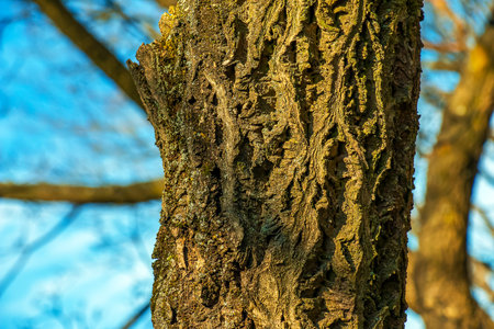 Close-up of cork tree bark. Cork tree or Phellodendron sachalinense in Latinの写真素材
