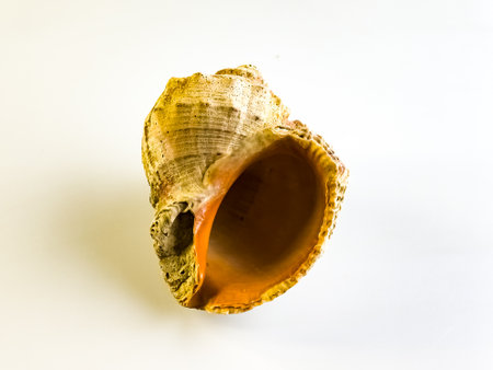 Rapana in Latin. Black Sea rapan shell on a white background.の写真素材