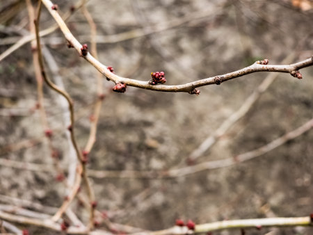 Bright pink beautiful buds in the garden on the branches of a bush in winter.の写真素材