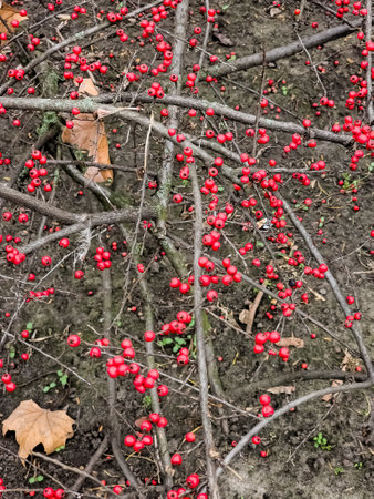 Rock cotoneaster red berries, Latin name Cotoneaster horizontalis. Vertical.