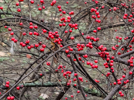 Rock cotoneaster red berries, Latin name Cotoneaster horizontalis.