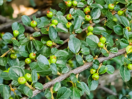 Cotoneaster Horizontalis plant, green leaves and unripe berries on branches in June.の写真素材